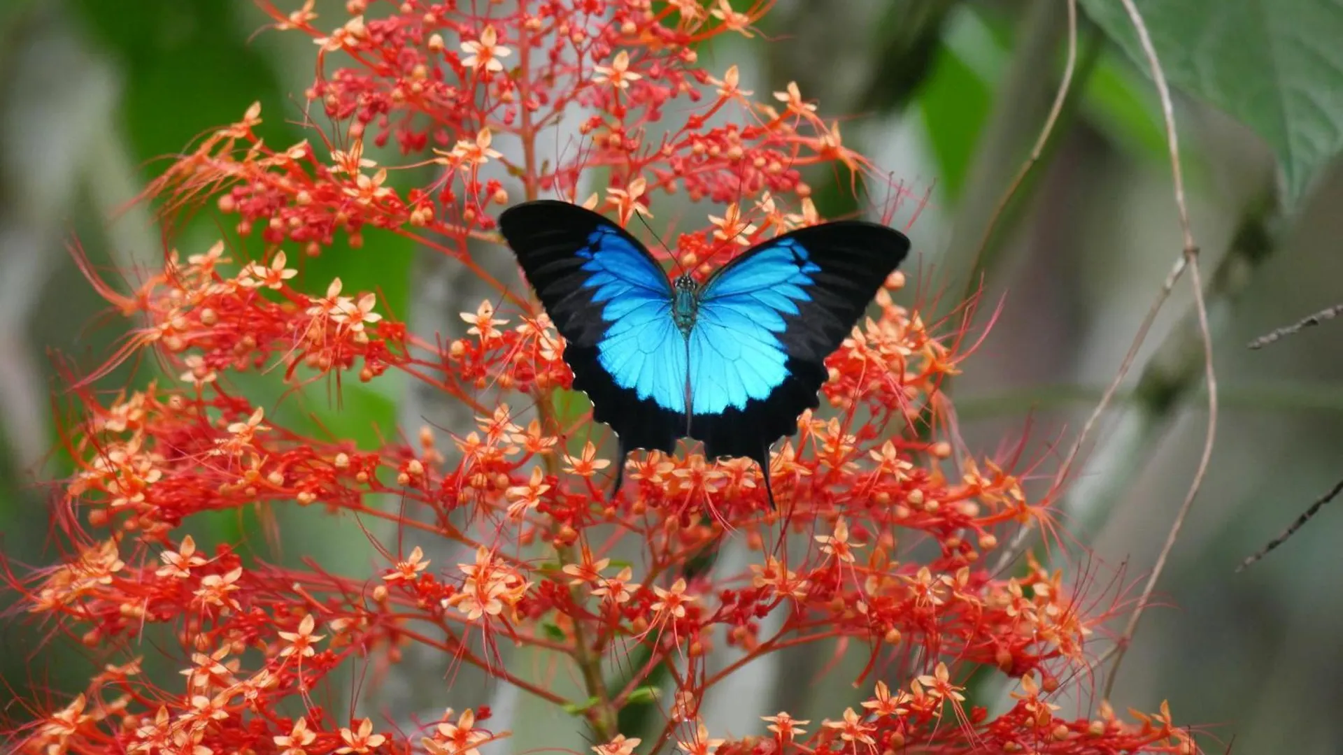 Fairy Falls - Romantic Daintree Rainforest Retreat With Enchanting Waterfall Cow Bay Casa vacanze