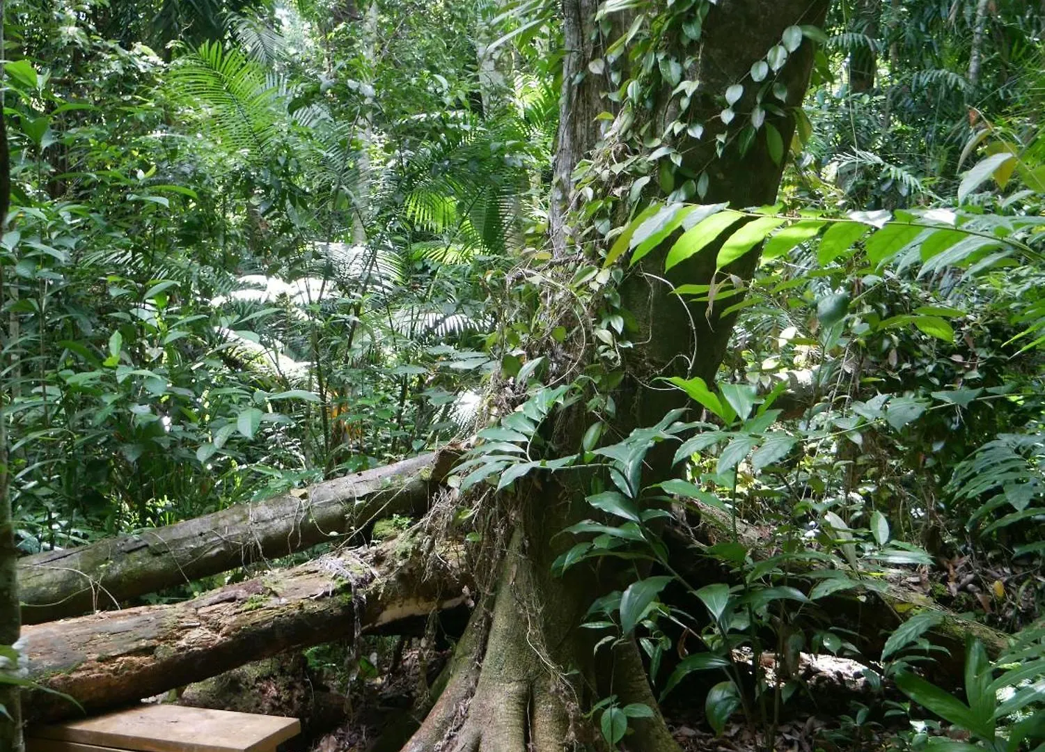 Casa vacanze Fairy Falls - Romantic Daintree Rainforest Retreat With Enchanting Waterfall Cow Bay Australia
